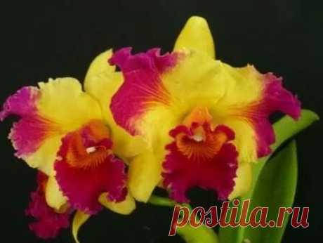 ♥♥♥ Vanda-Klub ♥♥♥Gyönyörű képek♥♥♥ – Сообщество – Google+