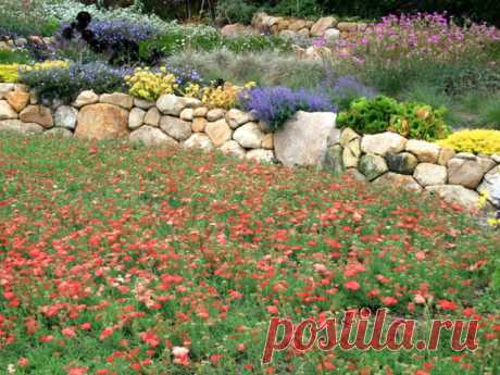 Achillea millefolium 'Paprika' (Yarrow)