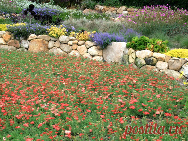 Achillea millefolium 'Paprika' (Yarrow)