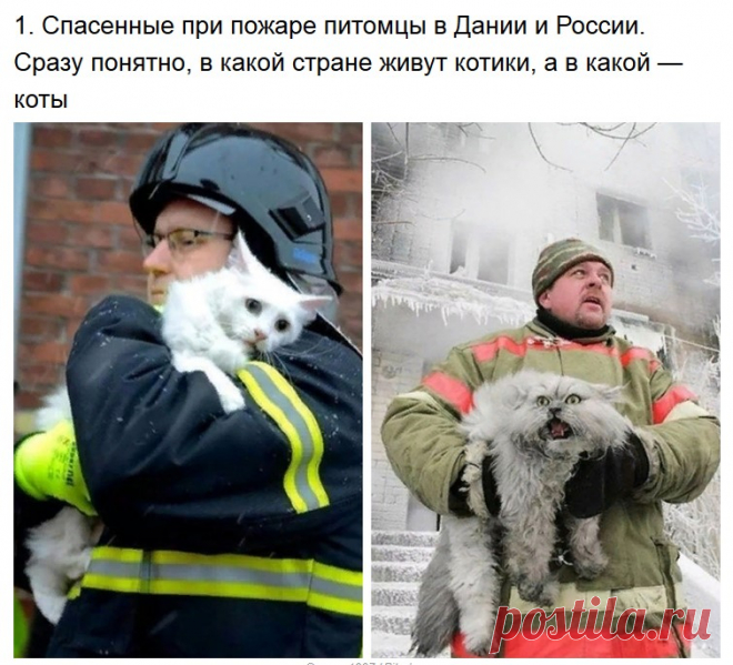 Суровые котики.