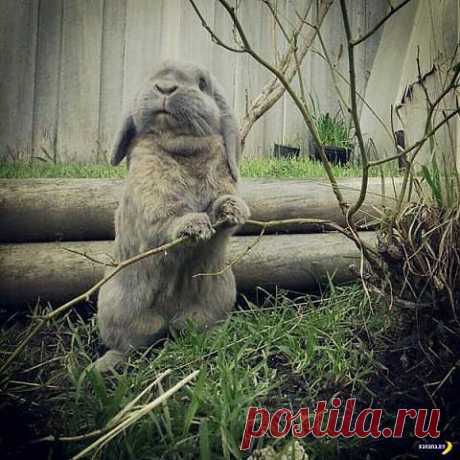 Кролик Степашка....