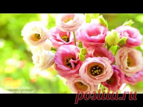 ЭУСТОМА (ИРЛАНДСКАЯ РОЗА) ВЫРАЩИВАНИЕ ИЗ СЕМЯН!ПРАВИЛЬНЫЙ ПОСЕВ!