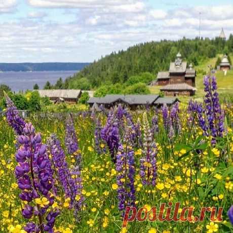 В Хохловке цветут люпины.

#пермский#край#хохловка#люпины#flowers#цветочки#r_u_s_s_i_a#природароссии#natureofrussia#люпиныцветут#landscape_russia#Самаякрасиваястрана#nature#люблюприроду#loves_russia#русскаякрасота#photo_russia#русскаяглубинка#russiamylove#fotorussia#russiaonline#walk_on_russia#natgeorussia#po_strane#russia_photos#rus_places#russia_pics