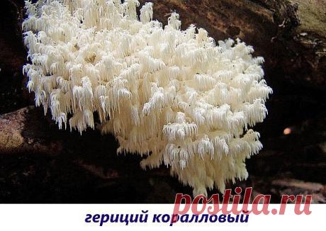 Необычные грибы съедобные - фото и описание саркосцифры алой, веселки, бамбукового, видео