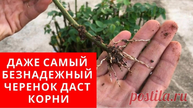 С этим способом даже самый безнадежный черенок даст корни С этим самодельным бальзамом укореняются самые разные цветы и кустарники, даже вне сезона, такие как вишня, сирень, бакопа, пеларгония, розы, петунии и так далее. Для приготовления и хранения бальзама нужно соблюдать несколько условий, все расскажу и покажу в этом видео. Для его...