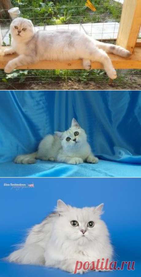 О породе | Lamush Shen-Alin