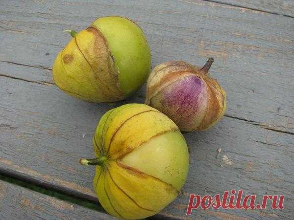 Физалис овощной: рецепт вкусного варенья