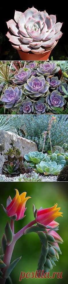 Echeveria Lidia by Manue64, via Flickr | Succulents