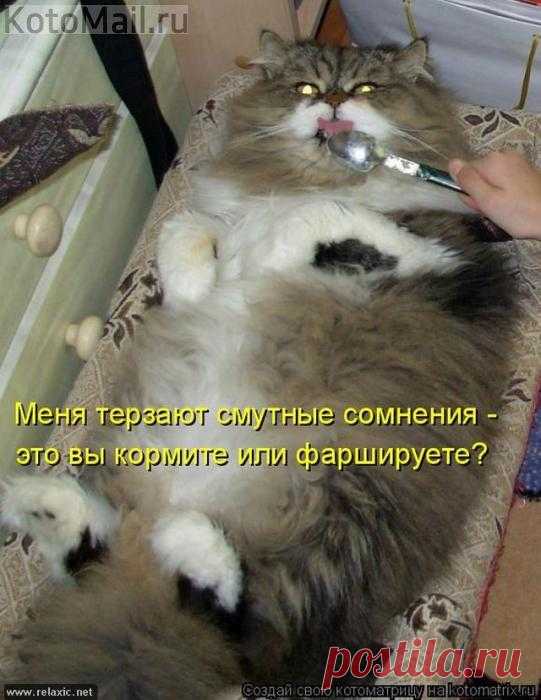 Большой любимчик:) | KotoMail.ru