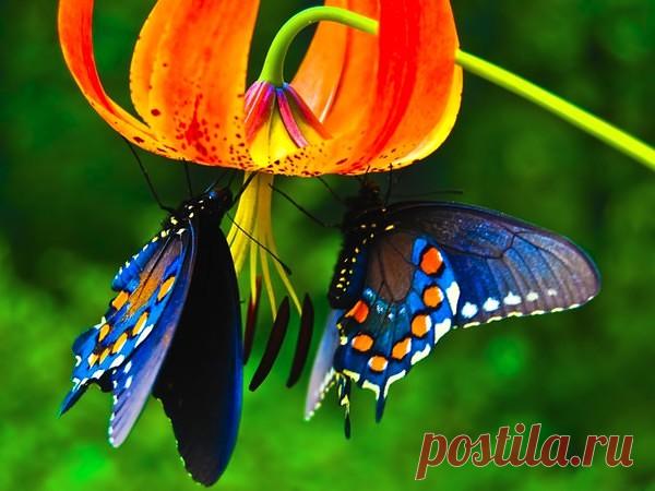 Человеческая Душа - как бабочка...