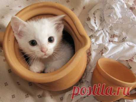 Молоко с глазками:)
