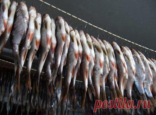 Как вялить рыбу. Идеальный рецепт
Скажите, а вы умеете правильно солить рыбу? Нет, не превращать её в несъедобную солёную субстанцию, как делают некоторые рыболовы, а так, чтобы от одного только вида слюнки текли? Да уж, в этом, на первый взгляд, простом деле, существует много разных тонкостей, от которых сильно зависит привлекательность и вкус конечного продукта.
 Я тоже раньше не вникал в нюансы засолки, полагая, что вкус может отличаться только в зависимости от видовой принадлежности рыбы. В