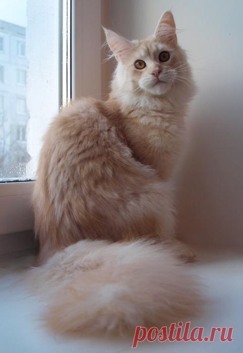 Само совершенство