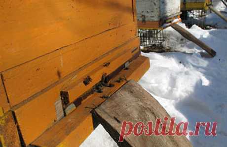 Подкормка и подсиливание пчел зимой
Категория: Любительское пчеловодство
Опубликовано: 27 февраля 2019 
При зимовке семей в однокорпусных ульях в феврале приходится иногда их подкармливать из-за появления расплода (пчелы его никогда не покинут и могут погибнуть от голода, даже при значительных кормовых запасах по краям). Существует множество вариантов подкормки.

Один из них заключается в том, что плашмя кладут рамки с медом над клубом пчел. Желательно, чтобы они были запо...