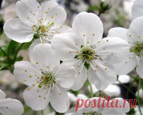 (60) Одноклассники