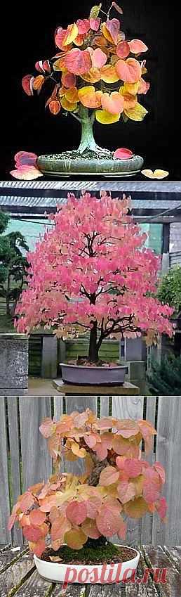 Cercidiphyllum JAPONICUM - Интернет-магазин - Адениум дома: от семян до растений. Выращивание и уход.