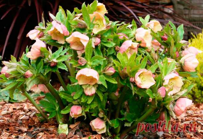 Многолетний садовый цветок Морозник (Helleborus). Травянистый корневищный многолетник 30-60 см. Стебель слабоветвистый, листья пальчато-рассеченные, зимующие, кожистые, черешковые. Цветки многочисленные, разнообразной окраски, диаметром до 8 см. Цветет в апреле - мае.