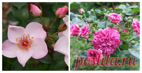 3 неклассических типа роз для современного ландшафта сада | Зеленый Дом Садовый центр | Яндекс Дзен