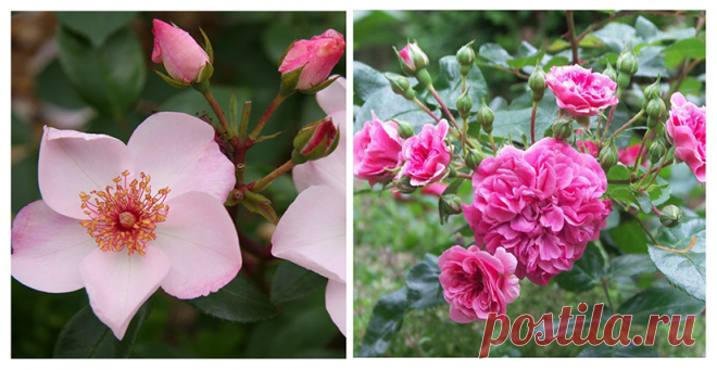 3 неклассических типа роз для современного ландшафта сада | Зеленый Дом Садовый центр | Яндекс Дзен