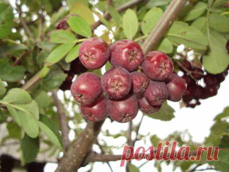 Яндекс-чудеса в Гугль-решете