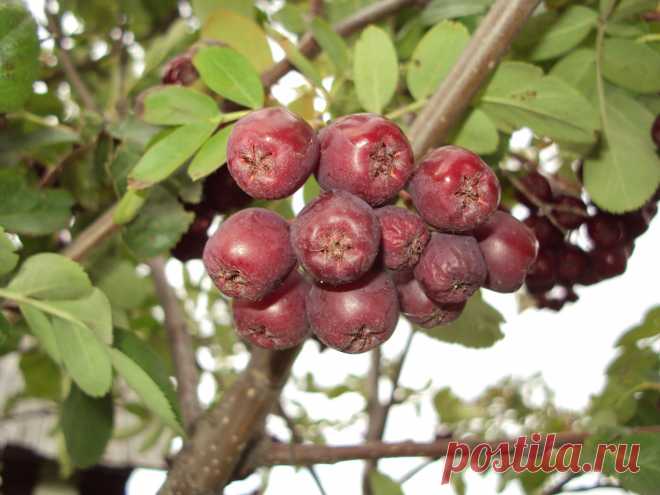 Яндекс-чудеса в Гугль-решете