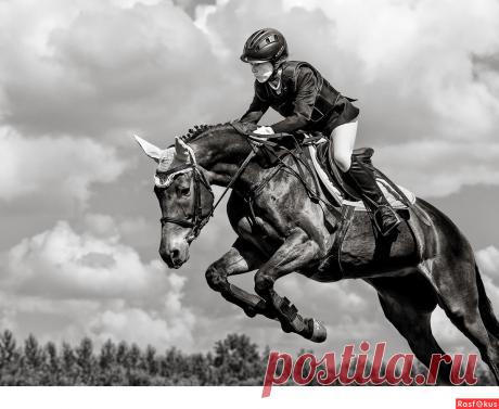 Сан Саныч. Конкур - Фотосайт Rasfokus.ru