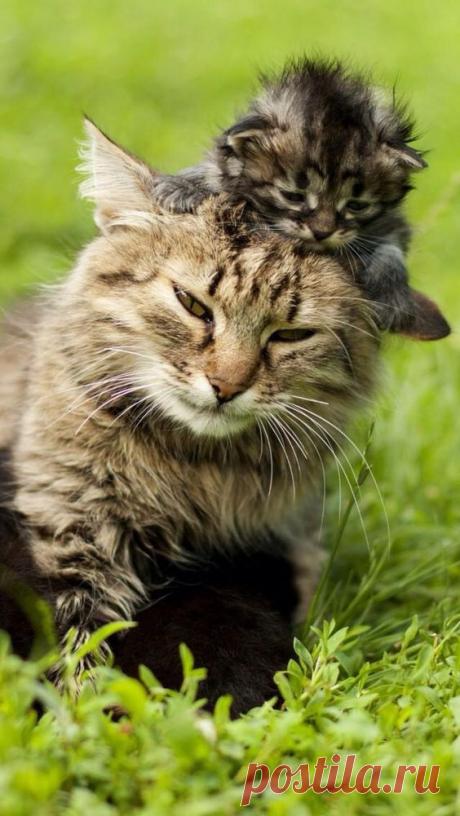 BEST VIEW ....  #funny cat kitty kitten cute animal pet nature  #quelle: Gepinnt von: Guadalupe Aguiar Garcia #https://www.pinterest.com/pin/7094577… | Pinteres…