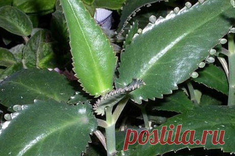 Пишу рецепт для всех, кто хочет улучшить зрение.
Мне сейчас 67 лет. Я пользовался очками +1,5 диоптрий в течение 5-6 лет. Но 
благодаря настойке каланхоэ, я уже 2 года не ношу очки.
Каланхоэ - комнатное растение, его еще называют живым деревом. Для 
лечения берут такое каланхоэ, на листочках которого есть маленькие «детки».
Приготовление настойки: возьмите пару стеблей каланхоэ вместе с листьями длиной 12-15 см, промойте от пыли и измельчите на кусочки по 0,5 см. Всего потребуется около стака