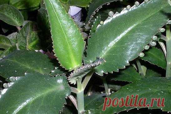 Пишу рецепт для всех, кто хочет улучшить зрение.
Мне сейчас 67 лет. Я пользовался очками +1,5 диоптрий в течение 5-6 лет. Но 
благодаря настойке каланхоэ, я уже 2 года не ношу очки.
Каланхоэ - комнатное растение, его еще называют живым деревом. Для 
лечения берут такое каланхоэ, на листочках которого есть маленькие «детки».
Приготовление настойки: возьмите пару стеблей каланхоэ вместе с листьями длиной 12-15 см, промойте от пыли и измельчите на кусочки по 0,5 см. Всего потребуется около стака