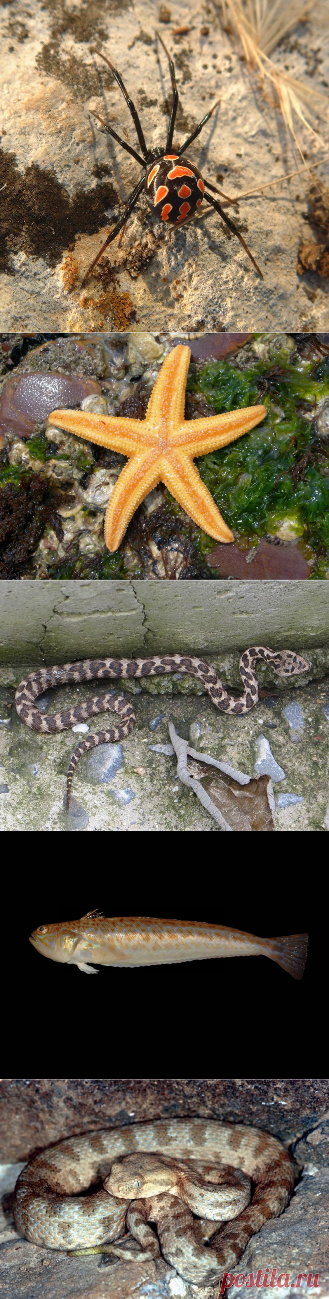 Смертельно опасная фауна России