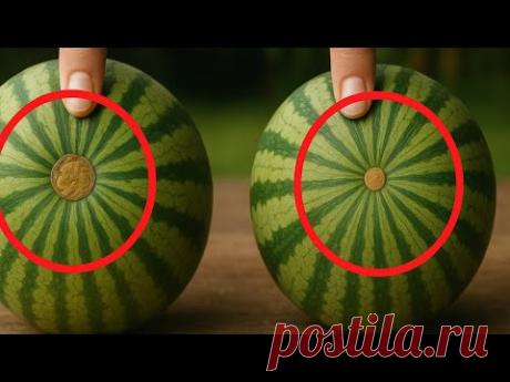Как Выбрать Самый СОЧНЫЙ и СВЕЖИЙ АРБУЗ? Вот на что смотреть!