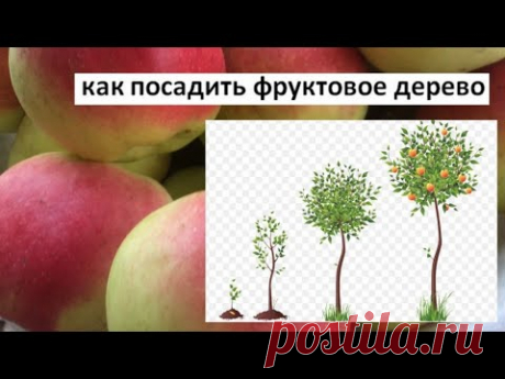 Как правильно посадить фруктовое дерево