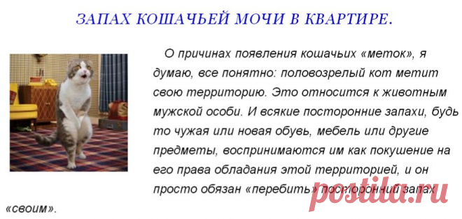 Как удалить запах кошачьей мочи. | Наш дом