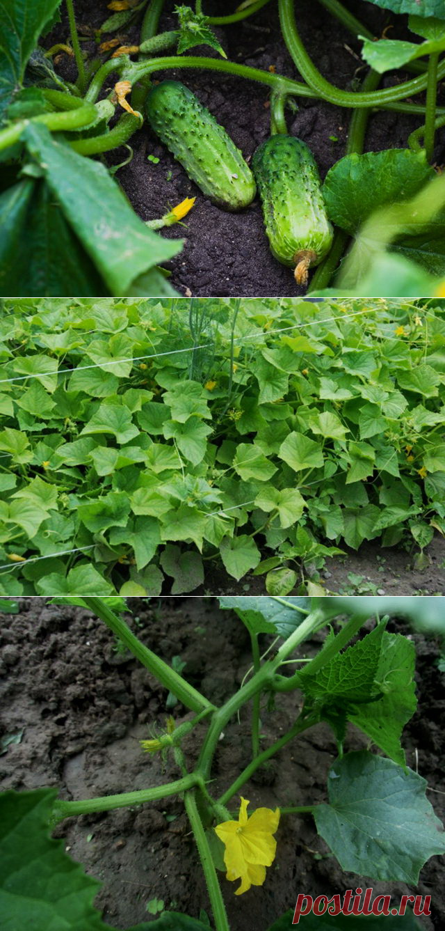 Огурцы в открытом грунте - БиоКорова