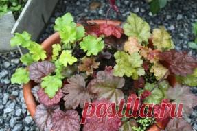 Гейхера – королева пестролистных культур