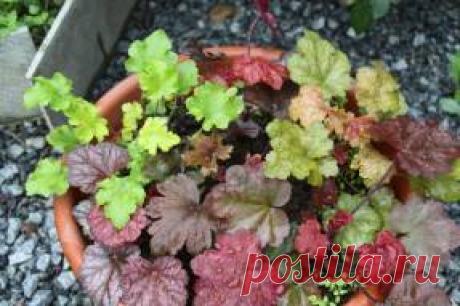 Гейхера – королева пестролистных культур