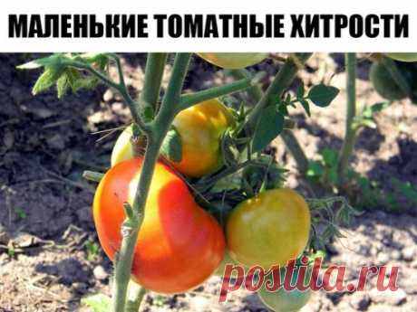 Маленькие томатные хитрости
За 2-3 дня до высадки в грунт рассады томатов у рассады срезают нижние 2-3 листочка.
Первые примерно 2 недели после высадки в грунт желательно не поливать- при этом корневая система будет развиваться в грунт и растения будут меньше страдать от засушливых периодов.
Оптимальное время для удаления пасынков у томата, когда они дорастут до 5 см.