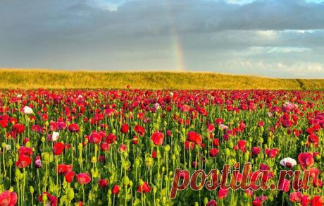 Красные маки в истории и парфюмерии