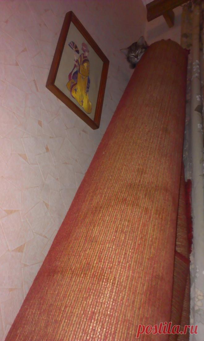 игра "Найди спящего котенка"