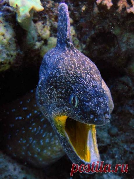 Поет во все муренье горло.