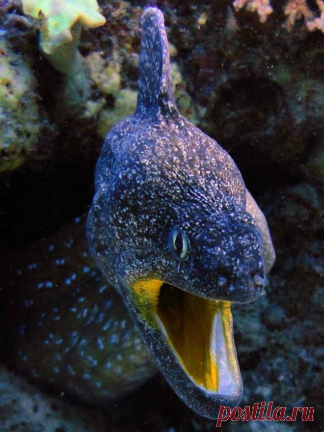 Поет во все муренье горло.