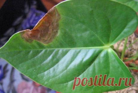 Коричневые пятна на листьях антуриума: почему появляются и как избавиться Почему сохнут листья у антуриума Одна из причин увядания и засыхания листьев – банальное старение цветка. Это естественный процесс, которому подвержены все живые организмы без исключения, и остановить...