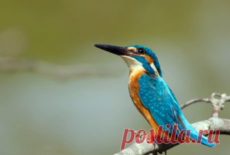 Зимородок - король-рыбак - kingfisher - Фото и статья