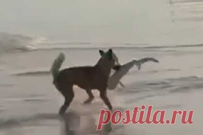 Собака динго поймала в море акуленка и попала на видео