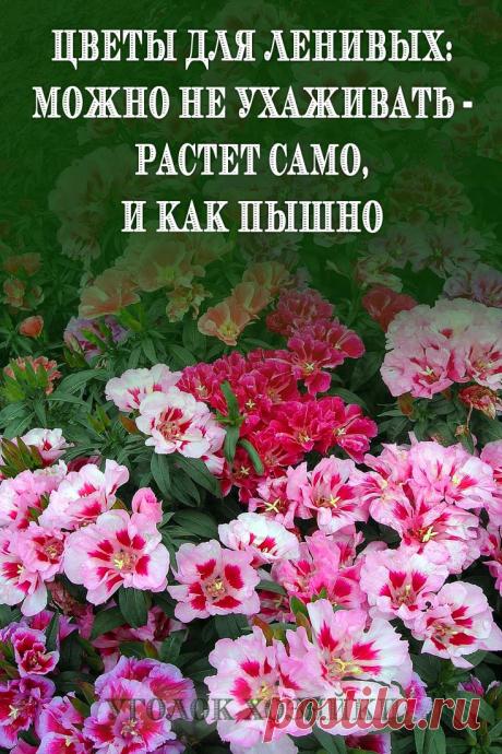 Многие неприхотливые красивые однолетние цветы можно посеять в открытый грунт начиная с середины апреля, а значит, не придется возиться с рассадой и занимать бесценные места на подоконниках.