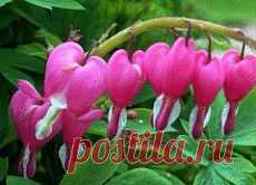 Что посадить в тенистом уголке сада? | Наш уютный дом