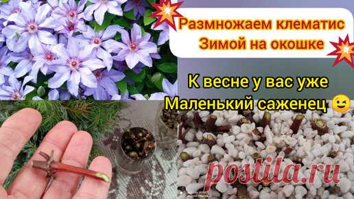 💥Клематисы размножаются зимой!!! 😃💪💪💪💥 не выбрасывайте обрезанные плети, или возмите у соседей 😉😂👍!!! | Розы творчество в саду и не только | Дзен