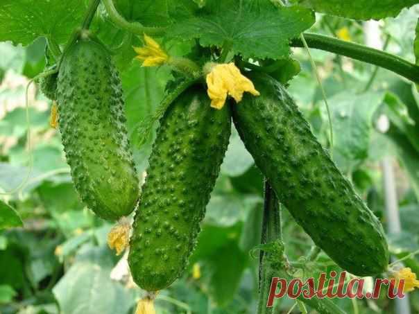 Home garden|Сад, огород, растения дома