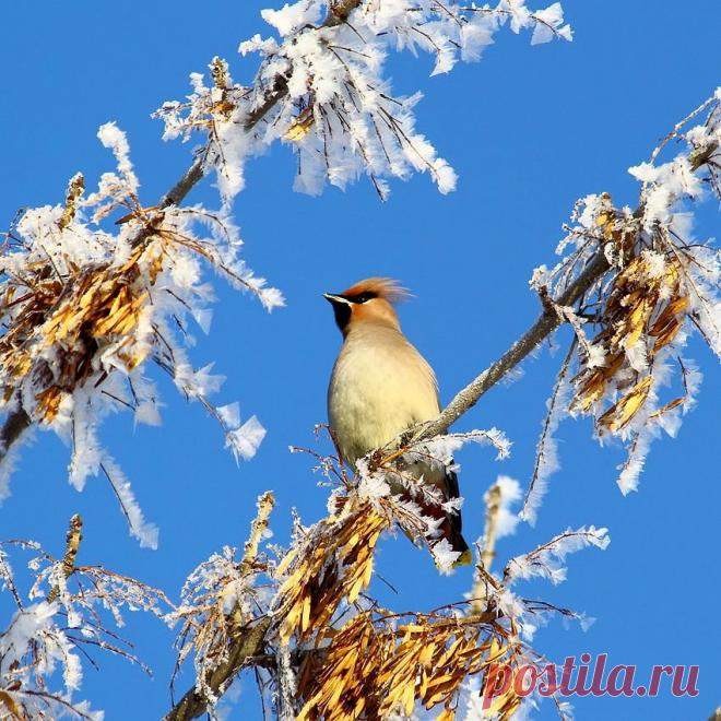 Anser07 — «Свиристель» на Яндекс.Фотках