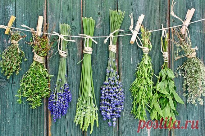 Как правильно заготавливать лекарственные растения